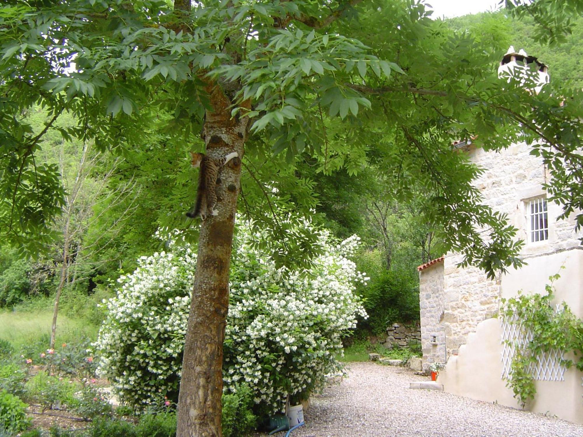Bed and Breakfast Le Moulin De Gauty Saint-Jean-et-Saint-Paul Exterior foto
